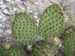 Opuntia strigil, south of Ft. Stockton, TX