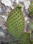 Opuntia strigil, south of Ft. Stockton, TX