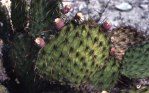 Opuntia strigil, Dryden, TX