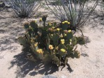 Opuntia strigil, Wallace Desert Gardens, Scottsdale, AZ