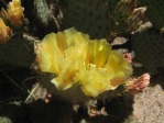 Opuntia strigil, Wallace Desert Gardens, Scottsdale, AZ