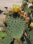 Opuntia strigil, Wallace Desert Gardens, Scottsdale, AZ