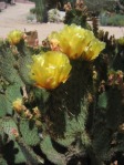 Opuntia strigil, Wallace Desert Gardens, Scottsdale, AZ