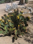 Opuntia strigil, Wallace Desert Gardens, Scottsdale, AZ