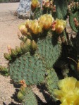 Opuntia strigil, Wallace Desert Gardens, Scottsdale, AZ