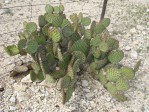 Opuntia strigil, Dryden, TX