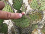 Opuntia strigil, Dryden, TX