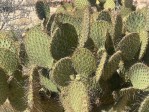 Opuntia strigil, Dee Agave