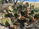 Opuntia strigil, Dee Agave