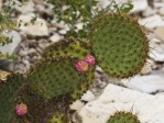 Opuntia strigil, Gary Nored