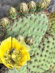 Opuntia strigil, Dee Agave