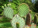 Opuntia strigil, garden plant