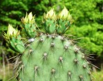 Opuntia strigil, garden plant