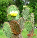 Opuntia strigil, garden plant