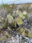 Opuntia strigil, Dee Agave