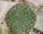 Opuntia strigil, David Van Langen