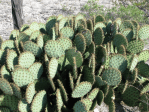 Opuntia strigil, Mike Atha