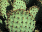 Opuntia strigil, Mike Atha