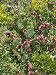 Opuntia strigil in fruit, Richard Reynolds