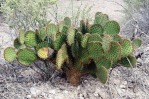 Opuntia strigil, the Hibbits Family