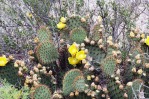 Opuntia strigil, the Hibbits Family