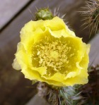 Opuntia strigil, garden plant