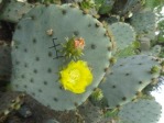 Opuntia tardospina, near Gatesville, TX, Hayes Jackson