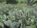 Opuntia tardospina, near Gatesville, TX, Hayes Jackson