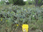 Opuntia tardospina, near Gatesville, TX, Hayes Jackson