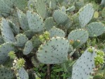 Opuntia tardospina, near Gatesville, TX, Hayes Jackson