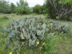 Opuntia tardospina, near Gatesville, TX, Hayes Jackson