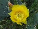 Opuntia tardospina, near Gatesville, TX, Hayes Jackson