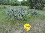 Opuntia tardospina, near Gatesville, TX, Hayes Jackson