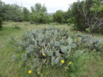 Opuntia tardospina, near Gatesville, TX, Hayes Jackson