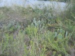 Opuntia tardospina-like, Kingland, TX