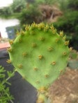 Opuntia tardospina-like, Kingland, TX