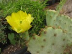 Opuntia tardospina-like, Kingland, TX