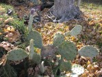 Opuntia tardospina-like, Kingland, TX