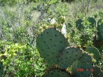 opuntia-tardopina-DSC00055