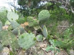 Opuntia tardospina, Briggs, TX