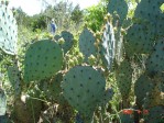 Opuntia tardospina, Pace Bend State Park, TX