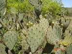 Opuntia tardospina, Pace Bend State Park, TX