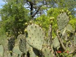 Opuntia tardospina, Pace Bend State Park, TX