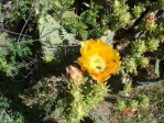 Opuntia tardospina, Pace Bend State Park, TX