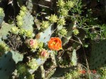 Opuntia tardospina, Pace Bend State Park, TX