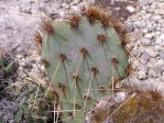 Opuntia tardospina, Pace Bend State Park, TX