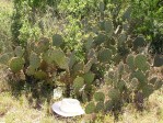 Opuntia tardospina, Pace Bend State Park, TX