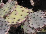 Opuntia tardospina, Pace Bend State Park, TX