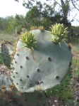 Opuntia tardospina, Briggs, TX