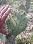 Opuntia tardospina, Briggs, TX